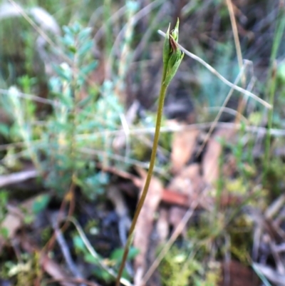 Speculantha rubescens (Blushing Tiny Greenhood) at Aranda, ACT - 27 Jan 2024 by CathB