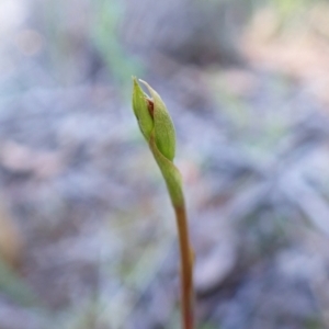 Speculantha rubescens at Aranda Bushland - 28 Jan 2024