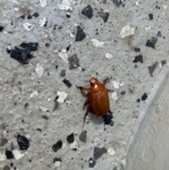 Anoplognathus sp. (genus) (Unidentified Christmas beetle) at Uriarra Village, ACT - 20 Jan 2024 by dwise