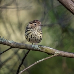 Pyrrholaemus sagittatus (Speckled Warbler) at Jindalee National Park - 28 Jan 2024 by trevsci