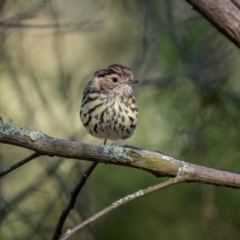 Pyrrholaemus sagittatus (Speckled Warbler) at Cootamundra, NSW - 27 Jan 2024 by trevsci