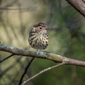 Pyrrholaemus sagittatus at Jindalee National Park - 28 Jan 2024