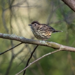 Pyrrholaemus sagittatus at Jindalee National Park - 28 Jan 2024