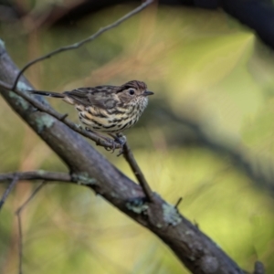 Pyrrholaemus sagittatus at Jindalee National Park - 28 Jan 2024