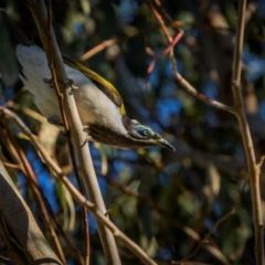 Entomyzon cyanotis (Blue-faced Honeyeater) at Cootamundra, NSW - 27 Jan 2024 by trevsci