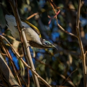 Entomyzon cyanotis at Jindalee National Park - 28 Jan 2024