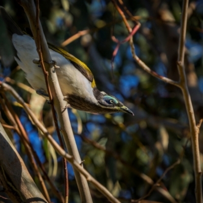 Entomyzon cyanotis (Blue-faced Honeyeater) at Cootamundra, NSW - 27 Jan 2024 by trevsci