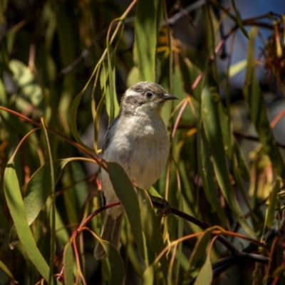 Melithreptus brevirostris (Brown-headed Honeyeater) at Cootamundra, NSW - 28 Jan 2024 by trevsci