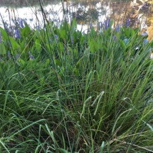 Pontederia cordata at Sullivans Creek, O'Connor - 28 Jan 2024 07:27 PM