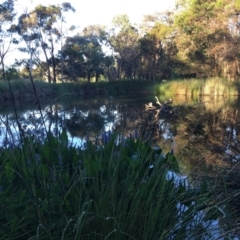 Pontederia cordata at Sullivans Creek, O'Connor - 28 Jan 2024