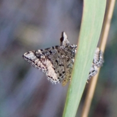 Unidentified Pyralid or Snout Moth (Pyralidae & Crambidae) at Aranda Bushland - 27 Jan 2024 by CathB