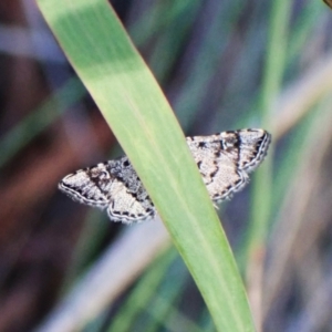 Metasia capnochroa at Aranda Bushland - 28 Jan 2024