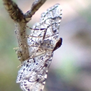 Metasia capnochroa at Aranda Bushland - 28 Jan 2024 08:44 AM