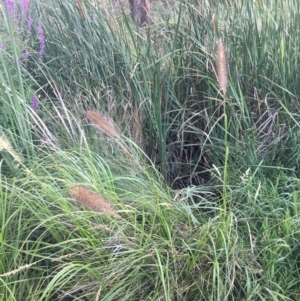 Cenchrus purpurascens at Sullivans Creek, O'Connor - 28 Jan 2024