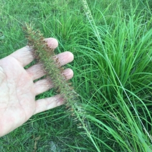 Cenchrus purpurascens at Sullivans Creek, O'Connor - 28 Jan 2024 07:34 PM