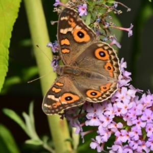 Junonia villida at Downer, ACT - 29 Jan 2024