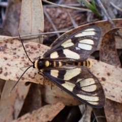 Amata (genus) (Handmaiden Moth) at Aranda Bushland - 28 Jan 2024 by CathB