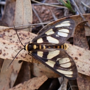 Amata (genus) at Aranda Bushland - 28 Jan 2024 08:42 AM