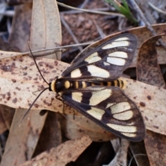 Amata (genus) at Aranda Bushland - 28 Jan 2024 08:42 AM