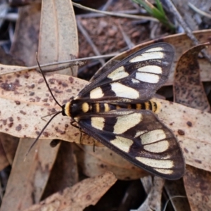 Amata (genus) at Aranda Bushland - 28 Jan 2024 08:42 AM