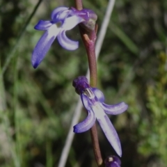 Lobelia gibbosa (Tall Lobelia) at Booth, ACT - 28 Jan 2024 by JohnBundock