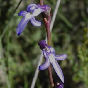 Lobelia gibbosa at Namadgi National Park - 28 Jan 2024