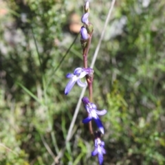 Lobelia gibbosa at Namadgi National Park - 28 Jan 2024