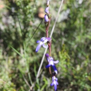 Lobelia gibbosa at Namadgi National Park - 28 Jan 2024