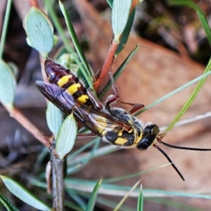 Thynninae (subfamily) at Aranda Bushland - 28 Jan 2024