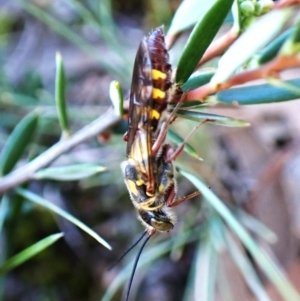 Thynninae (subfamily) at Aranda Bushland - 28 Jan 2024