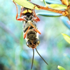 Thynninae (subfamily) at Aranda Bushland - 28 Jan 2024