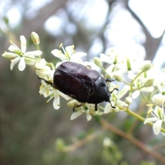 Bisallardiana gymnopleura (Brown flower chafer) at Cook, ACT - 25 Jan 2024 by CathB