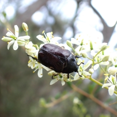 Bisallardiana gymnopleura (Brown flower chafer) at Aranda Bushland - 25 Jan 2024 by CathB