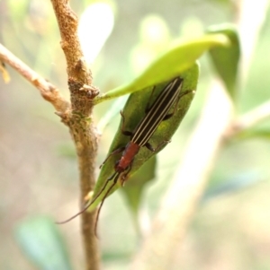 Syllitus microps at Aranda Bushland - 26 Jan 2024