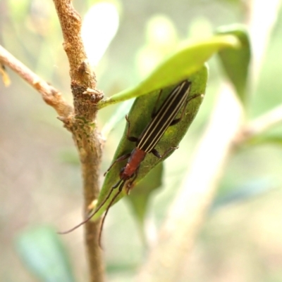 Syllitus microps (Longicorn or Longhorn beetle) at Aranda Bushland - 25 Jan 2024 by CathB