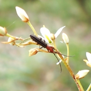 Syllitus microps at Aranda Bushland - 26 Jan 2024