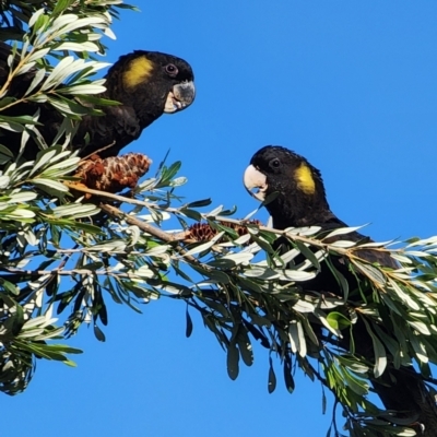 Zanda funerea (Yellow-tailed Black-Cockatoo) at Kioloa, NSW - 29 Jan 2024 by Steve818