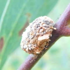 Coccoidea (superfamily) at Emu Creek Belconnen (ECB) - 29 Jan 2024