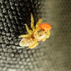 Unidentified Jumping or peacock spider (Salticidae) at Aranda Bushland - 27 Jan 2024 by CathB