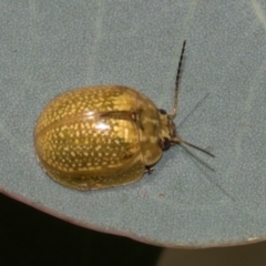 Paropsisterna cloelia (Eucalyptus variegated beetle) at Higgins, ACT - 22 Jan 2024 by AlisonMilton