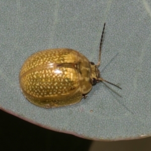 Paropsisterna cloelia at Higgins, ACT - 22 Jan 2024
