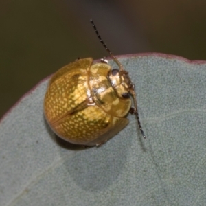 Paropsisterna cloelia at Higgins, ACT - 22 Jan 2024