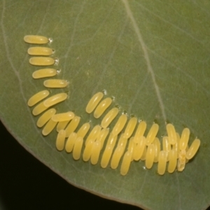 Paropsisterna cloelia at Higgins, ACT - 22 Jan 2024