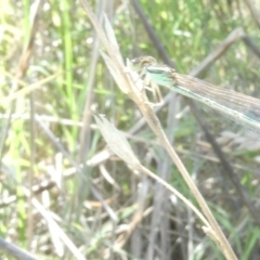 Ischnura aurora (Aurora Bluetail) at Belconnen, ACT - 28 Jan 2024 by JohnGiacon