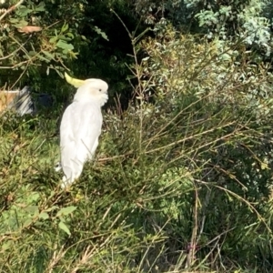 Cacatua galerita at Undefined Area - 29 Jan 2024 08:38 AM