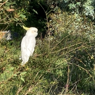 Cacatua galerita (Sulphur-crested Cockatoo) at Emu Creek Belconnen (ECB) - 28 Jan 2024 by JohnGiacon