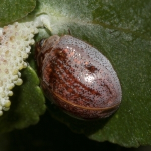 Paropsisterna m-fuscum at Higgins, ACT - 22 Jan 2024