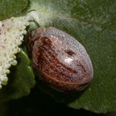 Paropsisterna m-fuscum (Eucalyptus Leaf Beetle) at Higgins, ACT - 22 Jan 2024 by AlisonMilton