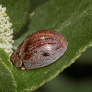 Paropsisterna m-fuscum at Higgins, ACT - 22 Jan 2024