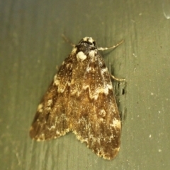 Halone coryphoea (Eastern Halone moth) at Cook, ACT - 29 Jan 2024 by CathB